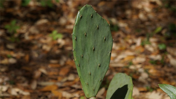 Quels sont les bienfaits de la feuille de nopal??