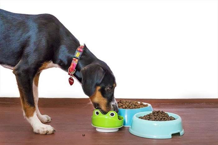 Quels sont les bienfaits du fromage de yak pour chien?? 