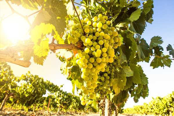 Le guide pour trouver un marchand de fruits et légumes en France