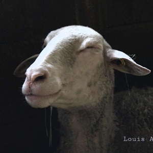 Lucie, un fromager à Saint-Dié-des-Vosges