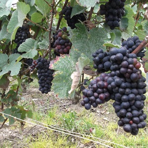 Ax, un vigneron à Mulhouse