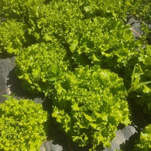 Emilie , un producteur de légumes à Rosny-sous-Bois