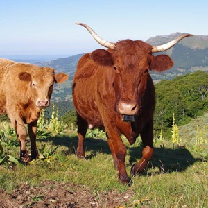 GAEC des Tom Pouce, une boucherie à Saint-Dié-des-Vosges