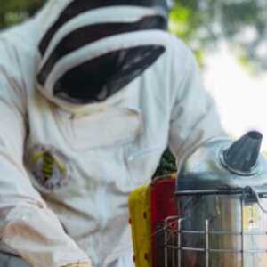 Bastien, un producteur de miel à Chalon sur Saône