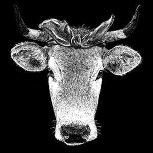 Les Herbagères, un exploitant agricole bio à Les Herbiers