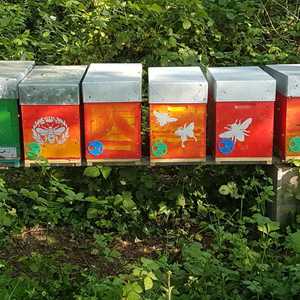 Apiz apiculture, un producteur de miel à Epinal